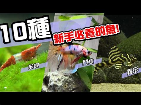 家裡適合養什麼魚|適合新手養魚品種 : 6種入門淡水魚